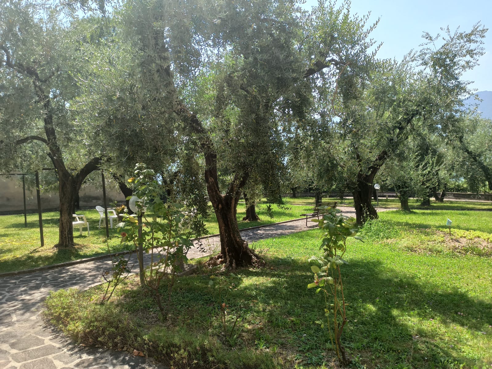 Un'immagine che ritrae albero, erba, ramo, tronco e pianta legnosa.
