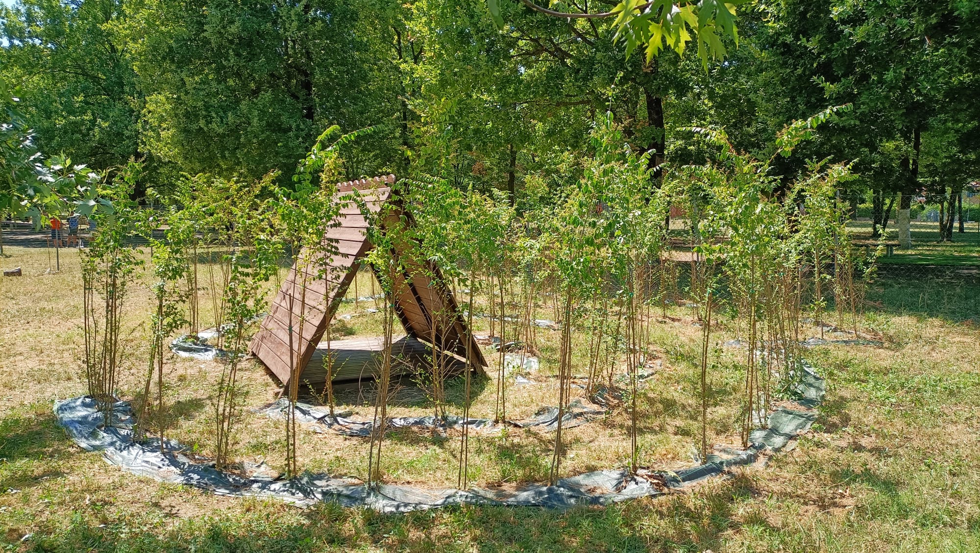 Un'immagine che ritrae comunità vegetale, giardino, lotto di terreno, pianta legnosa e suolo.