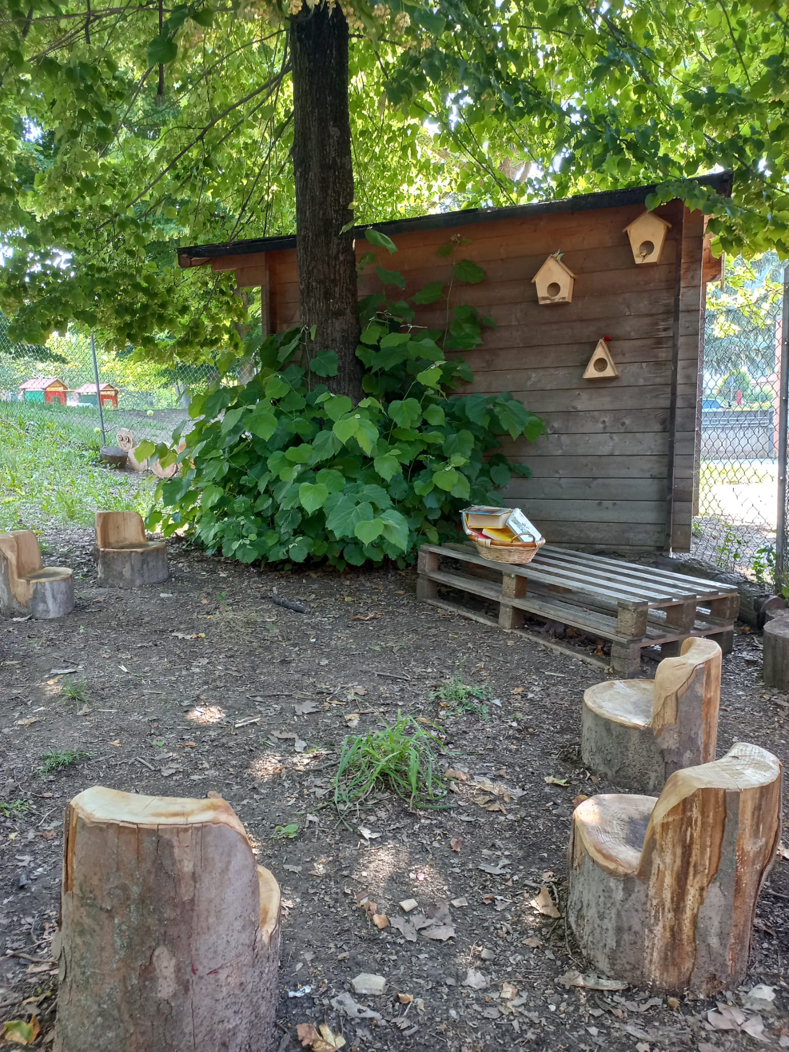 Un'immagine che ritrae legna, tronco, giardino, tappezzante e cortile.